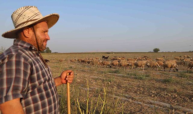 50 derece sıcakta hayvan otlatıyorlar