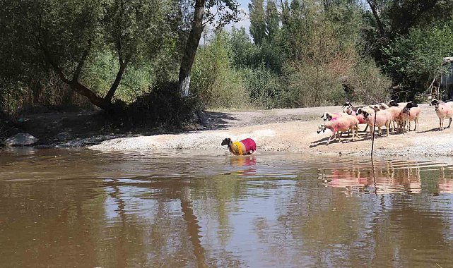 8 asırlık geleneğe şap engeli
