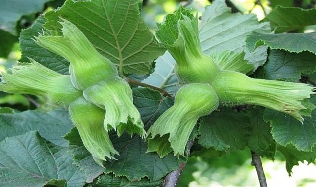 AB ülkelerine 13 bin 461 ton fındık gönderildi