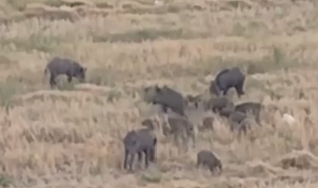 Aç kalan domuz sürüsü şehre indi