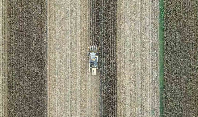 Adana'da mısır hasadı başladı