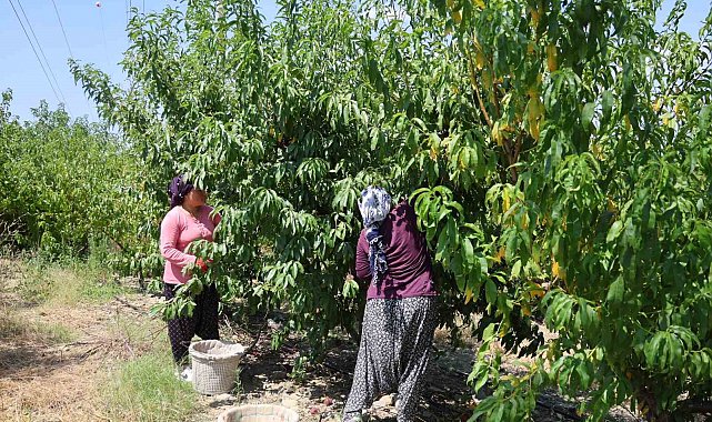 Adana'da şeftali hasadı başladı: Don vuran bahçelerde rekolte düştü