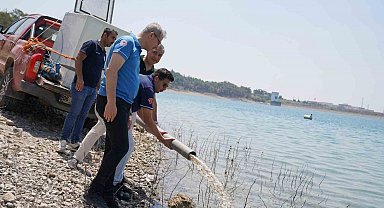 Adana'da yetişen 10 milyon 500 bin yavru sazan 12 ilde 129 göl ve göletlere bırakıldı