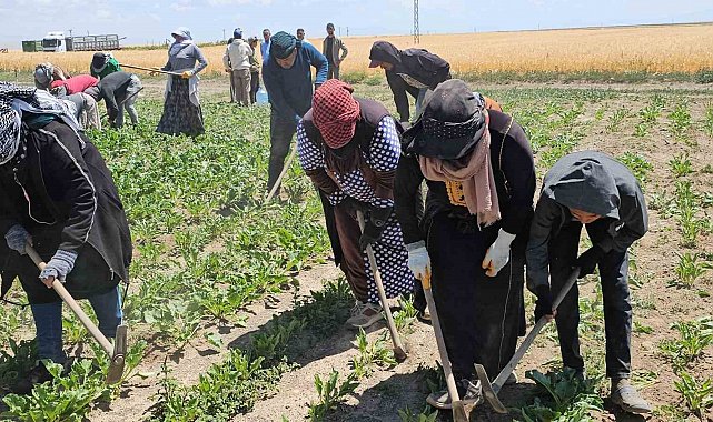Adilcevaz'da kavurucu sıcakta ekmek mücadelesi