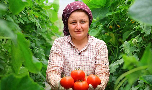 Adının hakkını veren mahalle: Her mevsim domates üretimi bölgeye katkı sağlıyor
