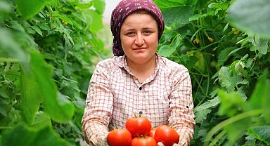 Adının hakkını veren mahalle: Her mevsim domates üretimi bölgeye katkı sağlıyor