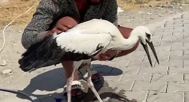 Adıyaman'da sıcaktan bayılan leyleği köylüler kurtardı