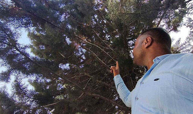 Ağaç gölgesinde ürküten manzara, fareyi yutmaya çalışan yılanla göz göze geldi