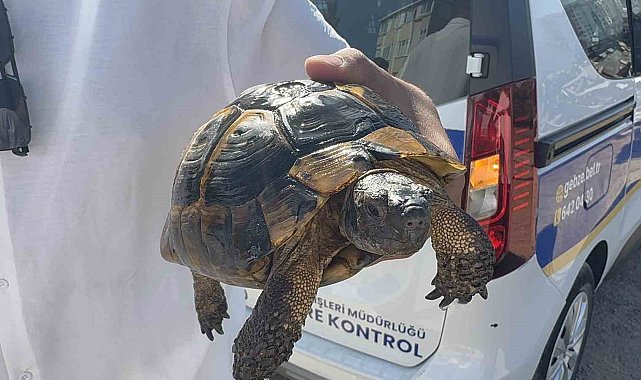 Ağaçlık alan ve gecekonduya sıçrayan yangın söndürüldü