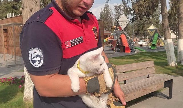Ağaçta mahsur kalan kediyi itfaiye kurtardı