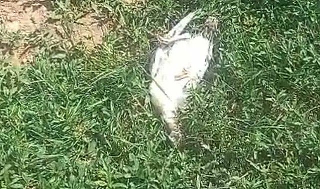 Ağrı'da başıboş köpekler dehşet saçtı: 25 hindi ve tavuk telef oldu