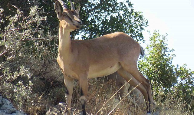 Ahır Dağı'nda ala geyik sürüsü görüntülendi
