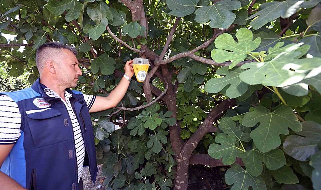 Akdeniz Meyve Sineği mücadelesi başladı