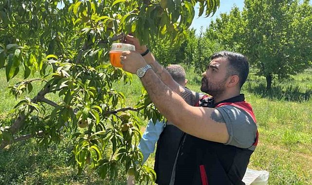 Akdeniz meyve sineğine karşı mücadele ediliyor