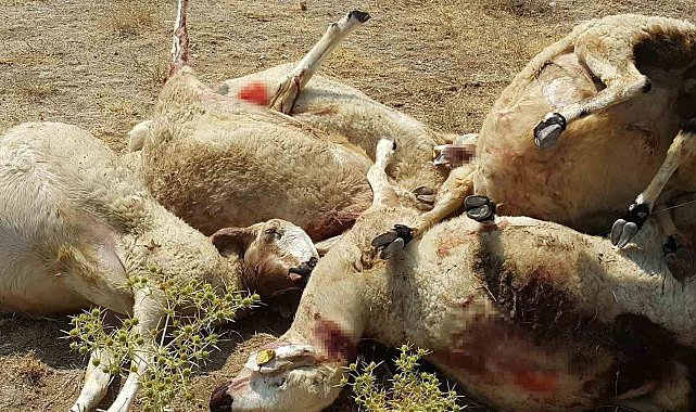 Aksaray'da sürüye saldıran kurt 25 koyunu telef etti