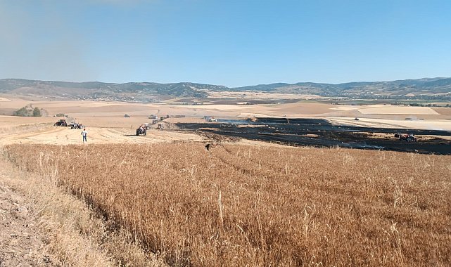 Alevlere teslim olan tarlalardaki ekinler küle döndü