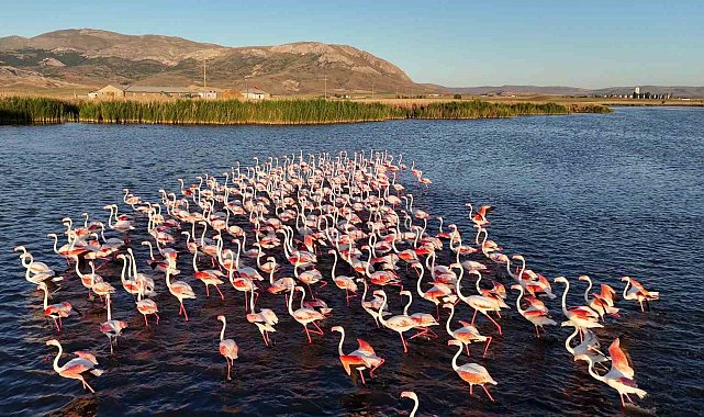 Allı turnalar izleyenleri mest etti