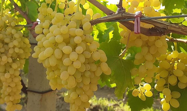 Altın sarısı Sultaniye üzümün yolculuğu başladı