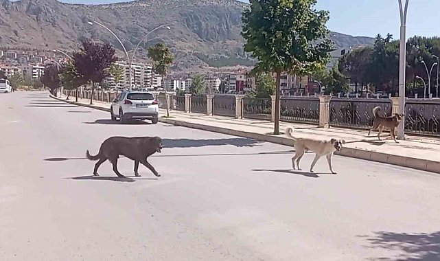 Amasya sokaklarında halkı korkutan 'köpek çetesi'