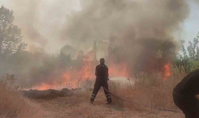 Anız yangını ağaçlık alana sıçradı