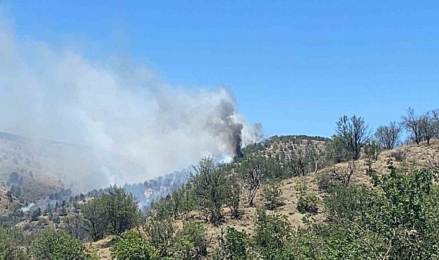 Ankara'da ormanlık alanda yangın çıktı