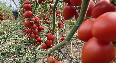 Antalya hallerinde haziran ayında domates yıllık miktarda yüzde 86 arttı