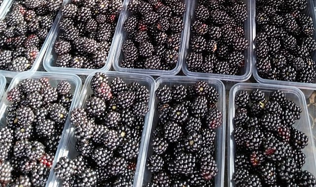 Antioksidan zengini böğürtlen vitamin ve mineral kaynağı