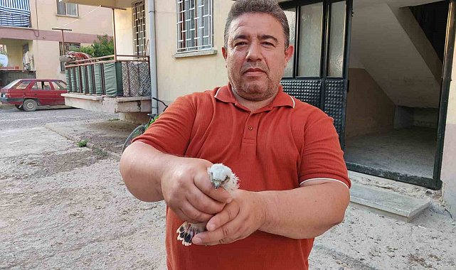 Apartmanda bulunan yavru doğan kuşu koruma altına alındı