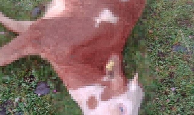 Ardahan'da yıldırım düştü, 5 inek telef oldu