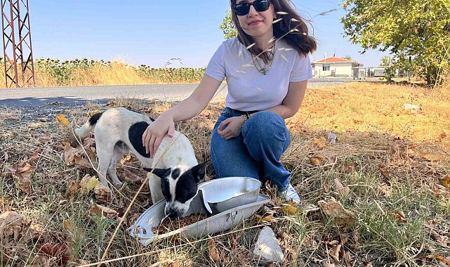 Armatürler sokak hayvanları için mama ve su kabına dönüştürülüyor