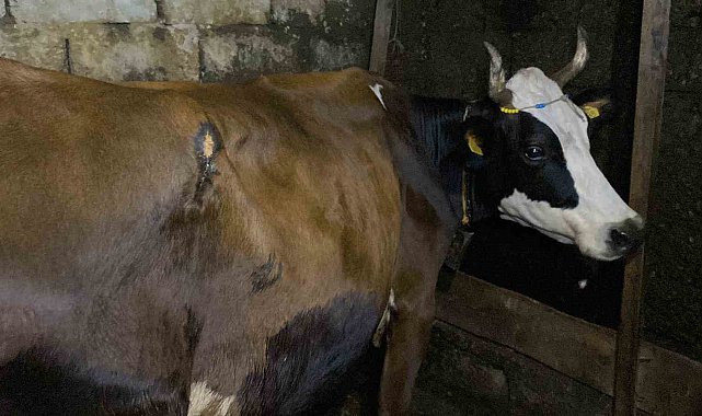 Artvin'de ayı saldırısı: Köylülerin müdahalesiyle inek kurtarıldı