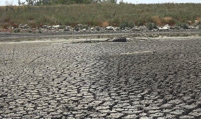 Aşırı sıcaktan kuruyan gölette balıklar telef oldu