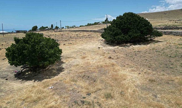 Asırlık dut ağaçları zamana meydan okuyor