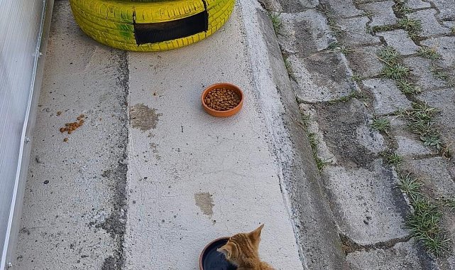 Atıklardan kedilere sıcak yuva