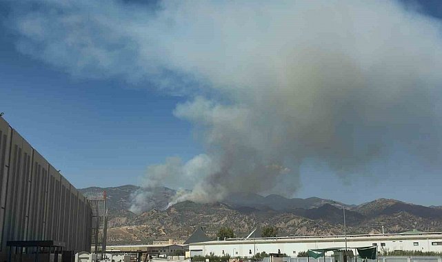 Aydın'da orman yangını