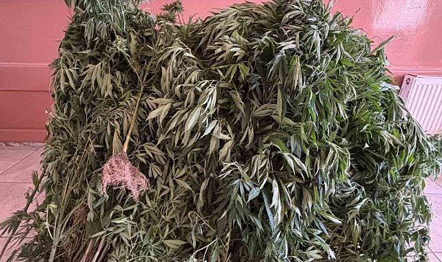 Aydın'da uyuşturucu tacirlerine operasyon