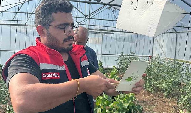 Aydıntepe'de Akdeniz meyve sineğine karşı mücadele başlatıldı