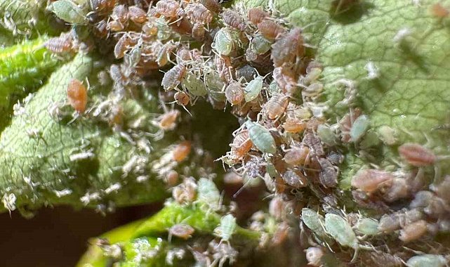 Aydıntepe'deki meyve bahçelerinde böcek ve mantar kontrolleri yapıldı