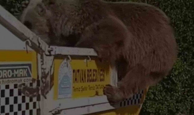 Ayı çöp kamyonetinde yiyecek aradı