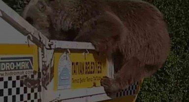 Ayı çöp kamyonetinde yiyecek aradı