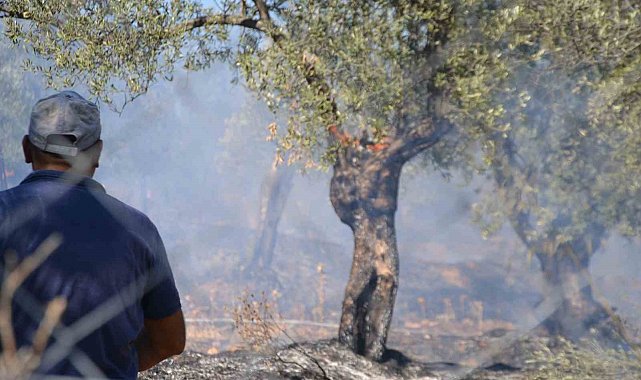 Ayvalık'ta yerleşim sitesinin yanında zeytinlik yangını