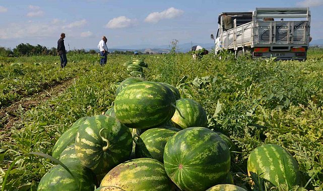 Bafra Ovası'nda karpuz hasadı başladı