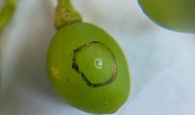 Bağcılara salkım güvesi uyarısı