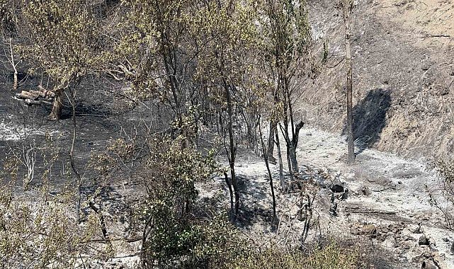 Bakan Yardımcısı Polat, Geyve yangınındaki son durumu açıkladı