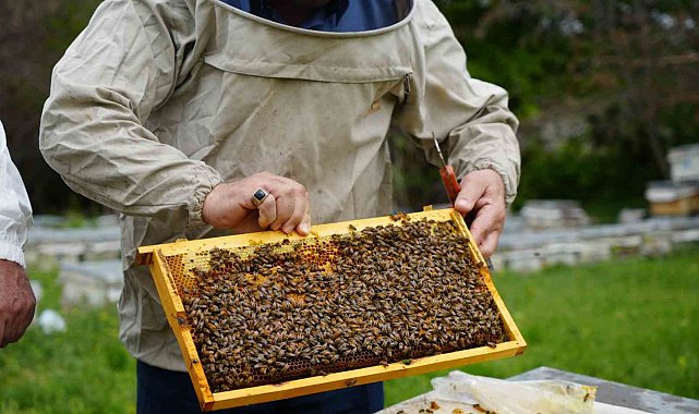 Bal verimi yüzde 40 düştü