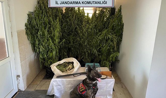 Balıkesir'de jandarmadan 9 ilçede uyuşturucu operasyonu: 15 gözaltı