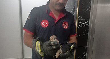Balkon korkuluğuna sıkışan atmaca itfaiye ekiplerince kurtarıldı