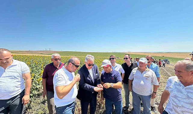 Bandırma'da nohut hasadı şenliği