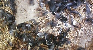 Başıboş köpekler, girdikleri kümeste 22 tavuğu telef etti