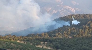 Bayramiç'te orman yangını